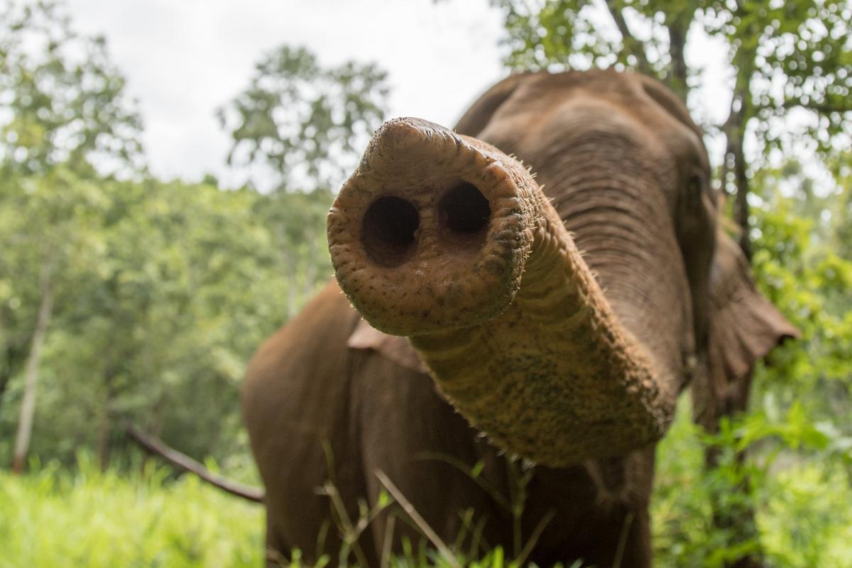 XU7AKU XU7AKV Elephant, Mondulkiri, Cambodia Tourist attractions spot