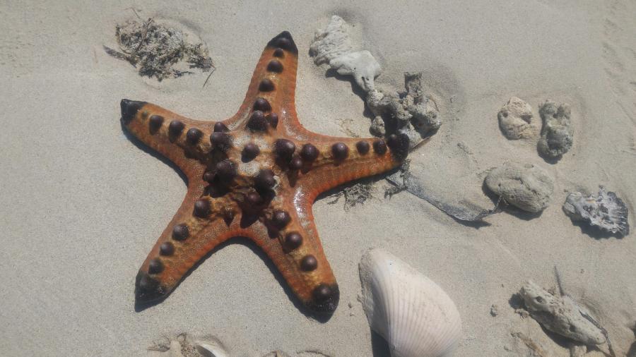 YB9K Остров Ломбок Фото 2 Морская звезда YB9K Остров Ломбок Фото 2 Морская звезда