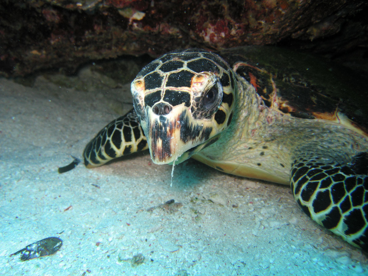 YC8AO/P Turtle, Taka Bonerate Islands. Tourist attractions spot YC8AO/P Turtle, Taka Bonerate Islands. Tourist attractions spot