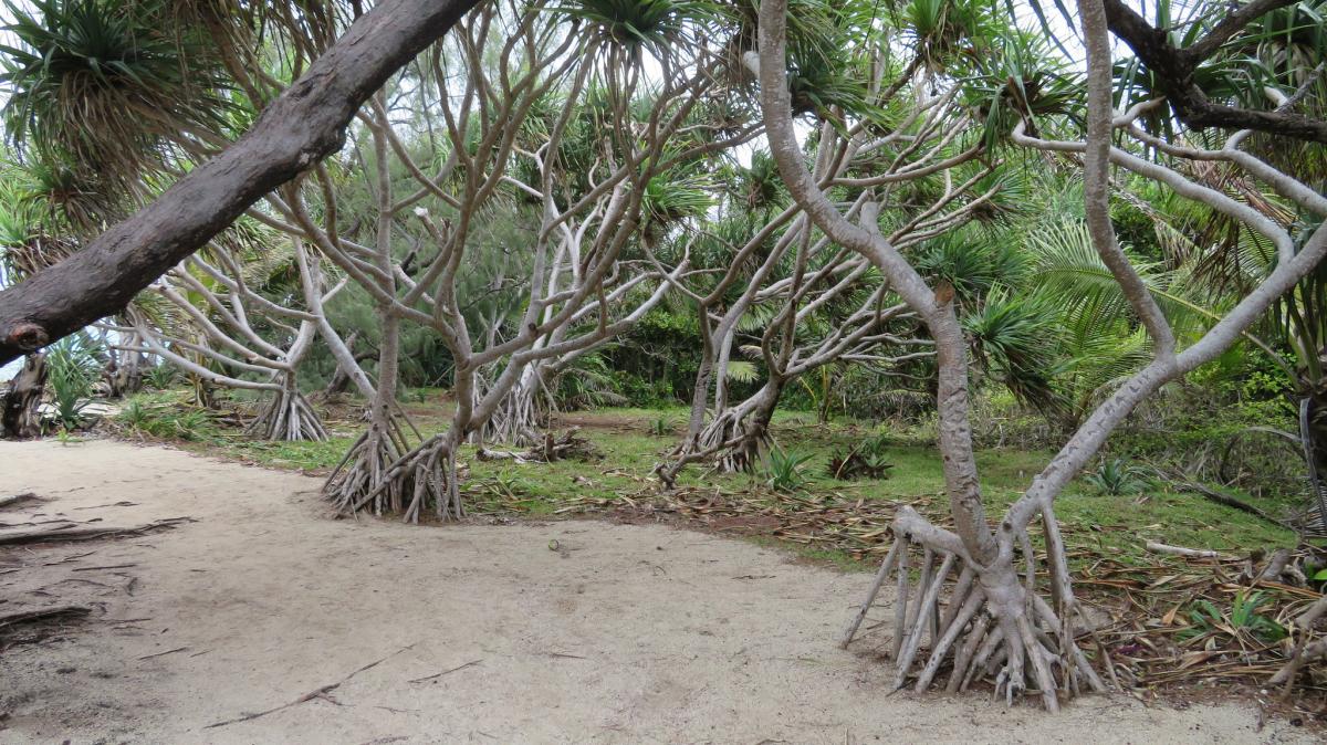 YJ0NC Vanuatu YJ0NC Vanuatu