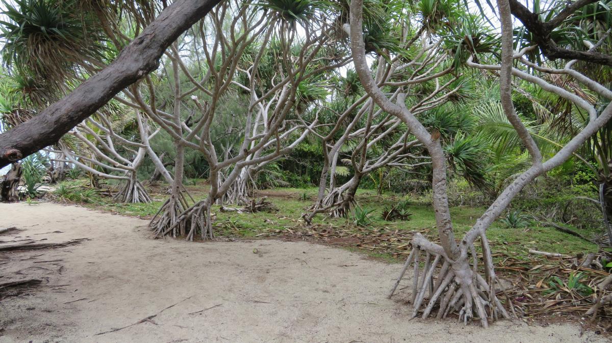 YJ0RRC YJ0FWA Vanuatu DX News