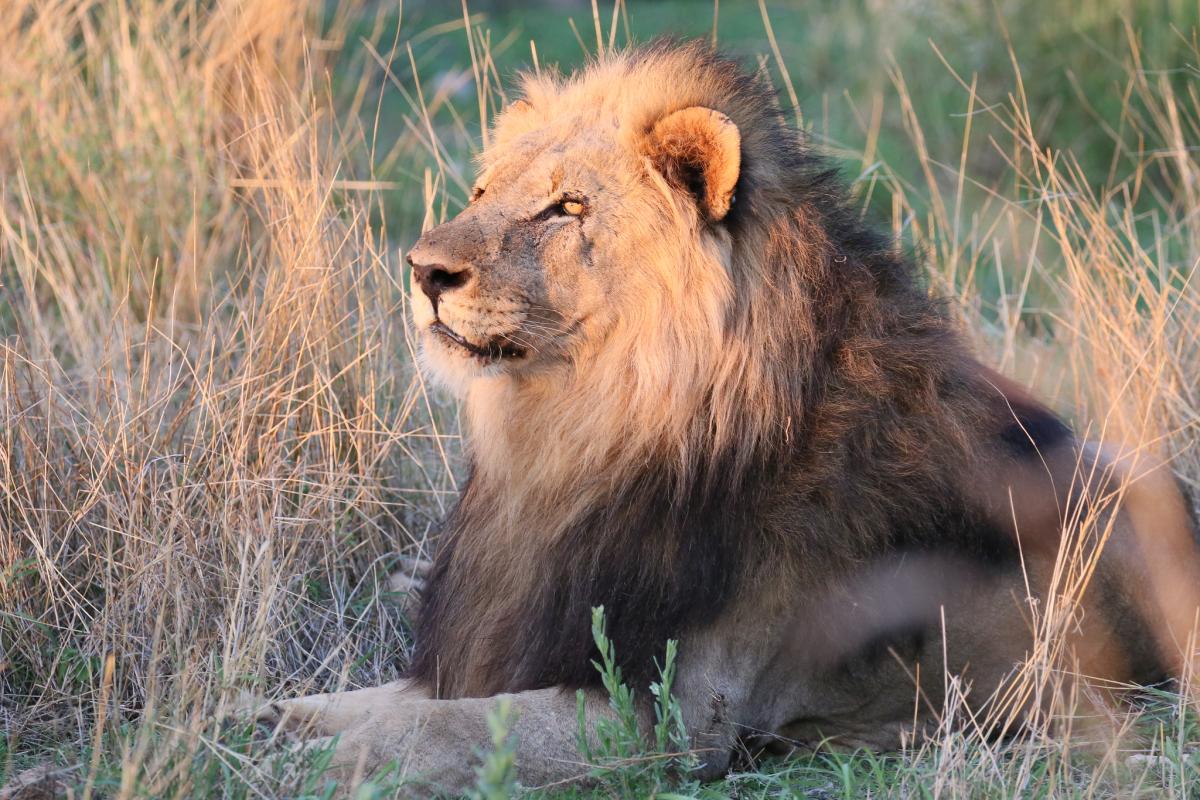 Заповедник Гленгаррифф ЮАР львиный. Южно Африканская Республика львы.