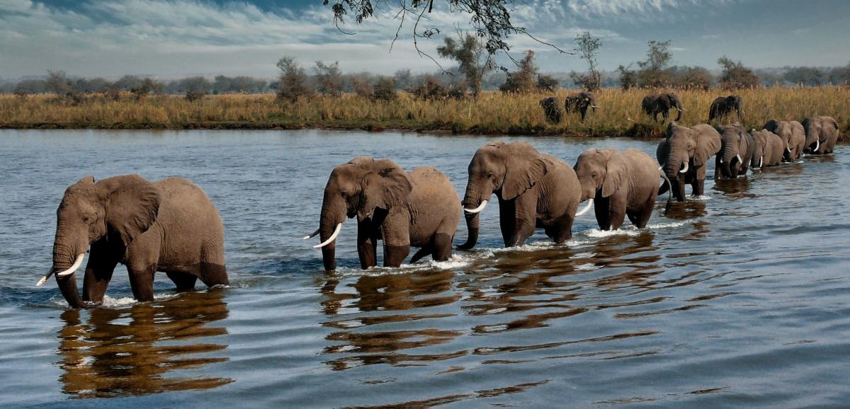 Z22AO Parque Nacional Zambezi, Zimbabwe Lugar de atracción turística