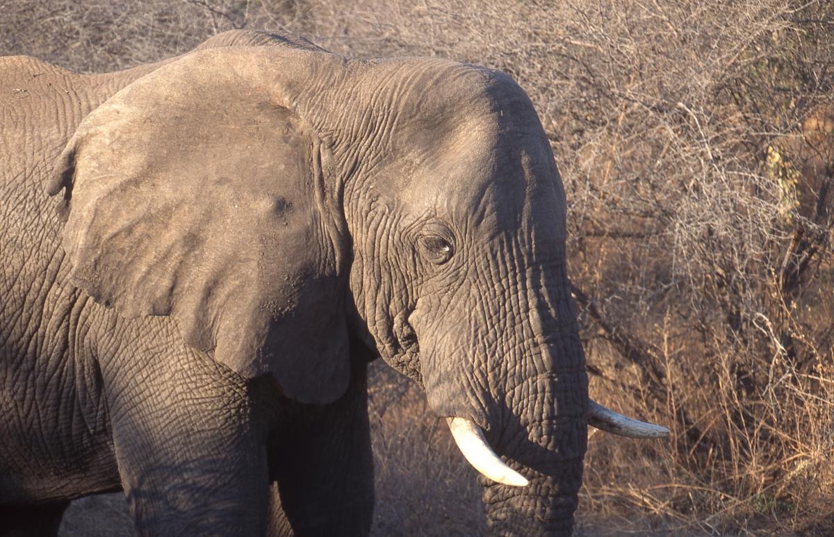 Z22VC Zimbabwe DX News Z22VC Zimbabwe DX News