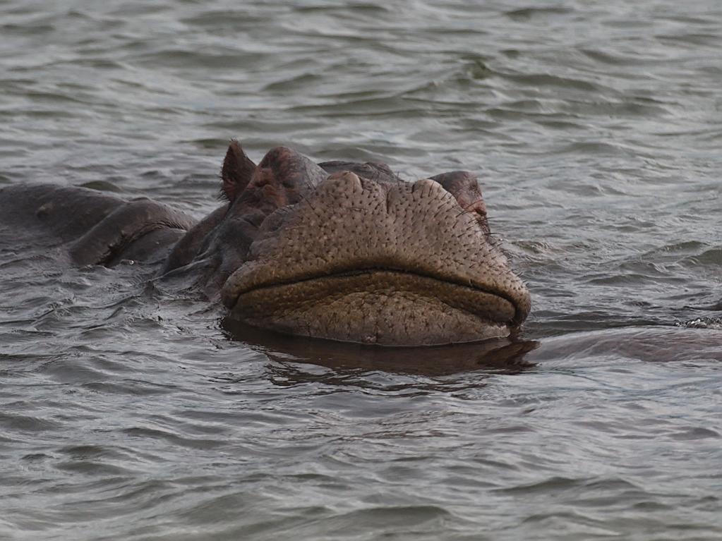 Z22VC Hippopotamus, Zambezi River, Zimbabwe. Tourist attractions spot Z22VC Hippopotamus, Zambezi River, Zimbabwe. Tourist attractions spot