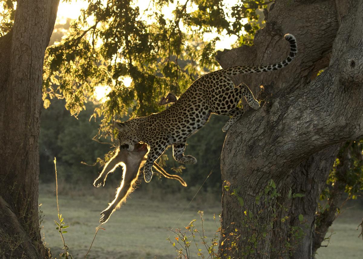 Леопард Сегодня добыча бабуин, Замбия Леопард Сегодня добыча бабуин, Замбия