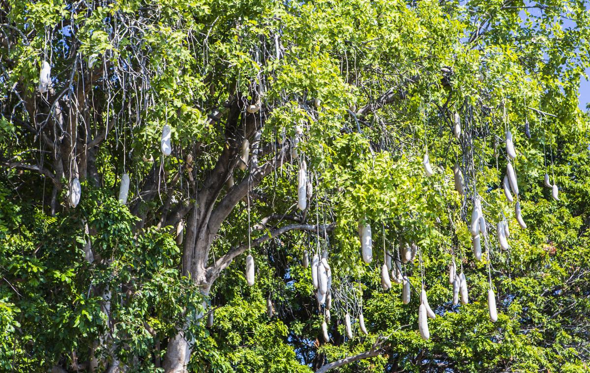 Лес Чирунду, Замбия Лес Чирунду, Замбия