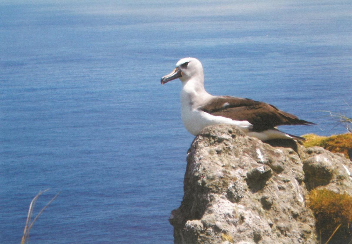 ZD9EI Тристан да Кунья Туристические достопримечательности ZD9EI Тристан да Кунья Туристические достопримечательности