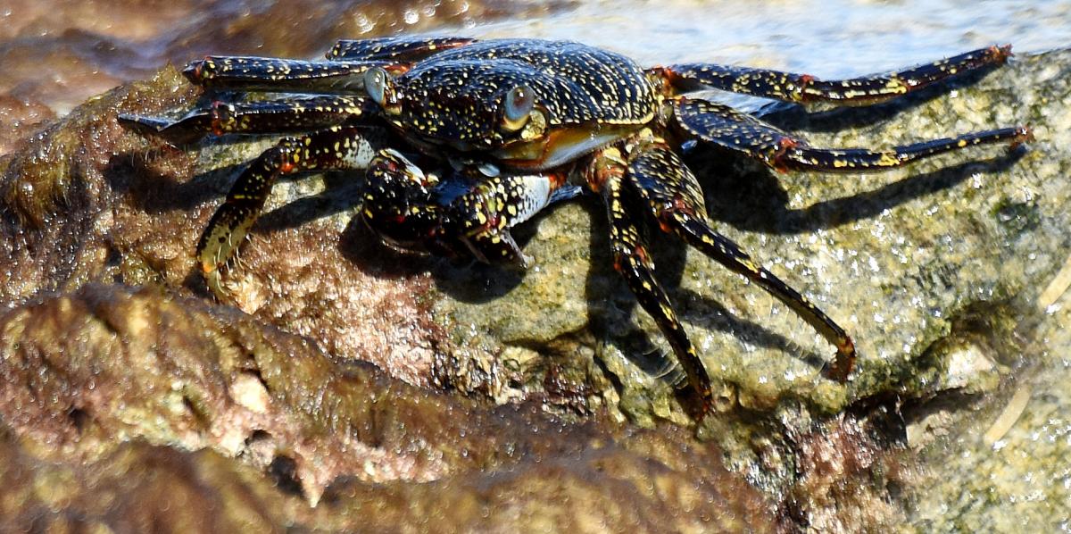 ZF2ZO Sally Lightfoot Crab, Grand Cayman Island, Cayman Islands. DX News ZF2ZO Sally Lightfoot Crab, Grand Cayman Island, Cayman Islands. DX News