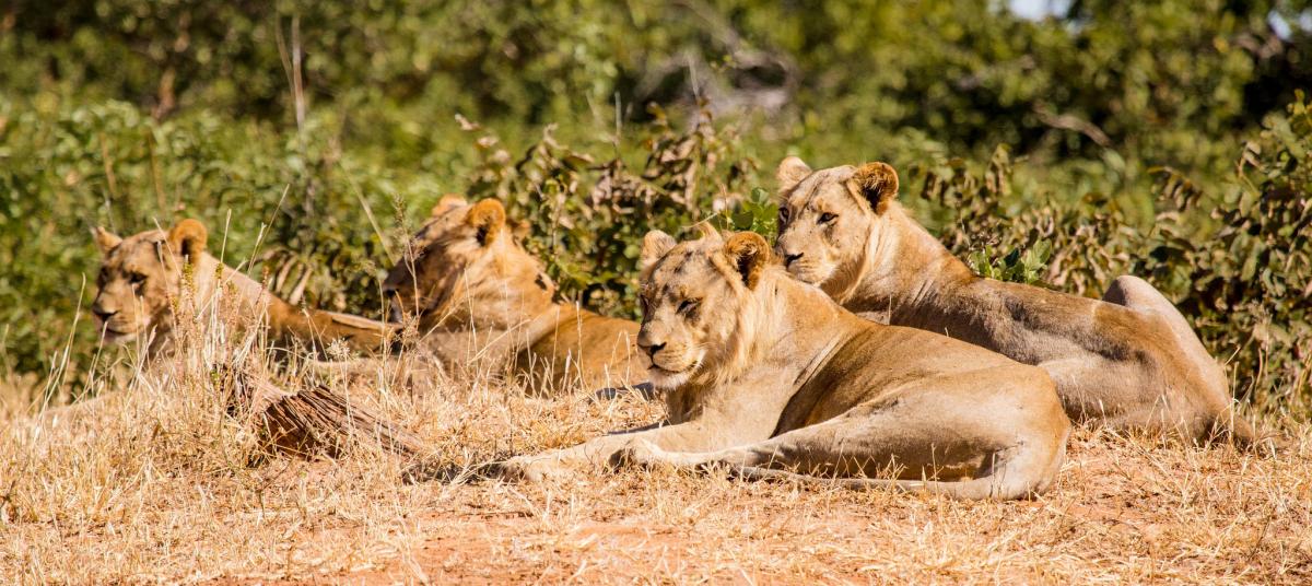 Zimbabwe Z25DX Tourist attractions spot