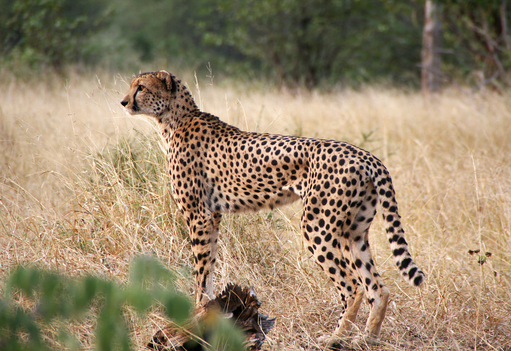 Zimbabwe Z25DX DX News Cheetah