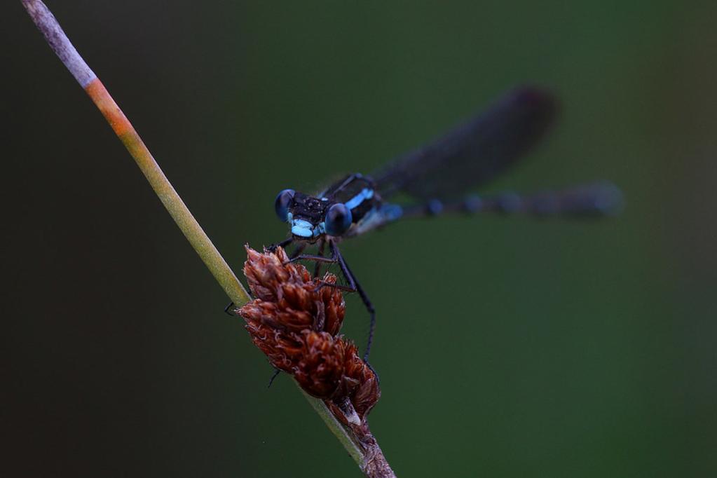 ZM1A Новая Зеландия ZM1A Новая Зеландия