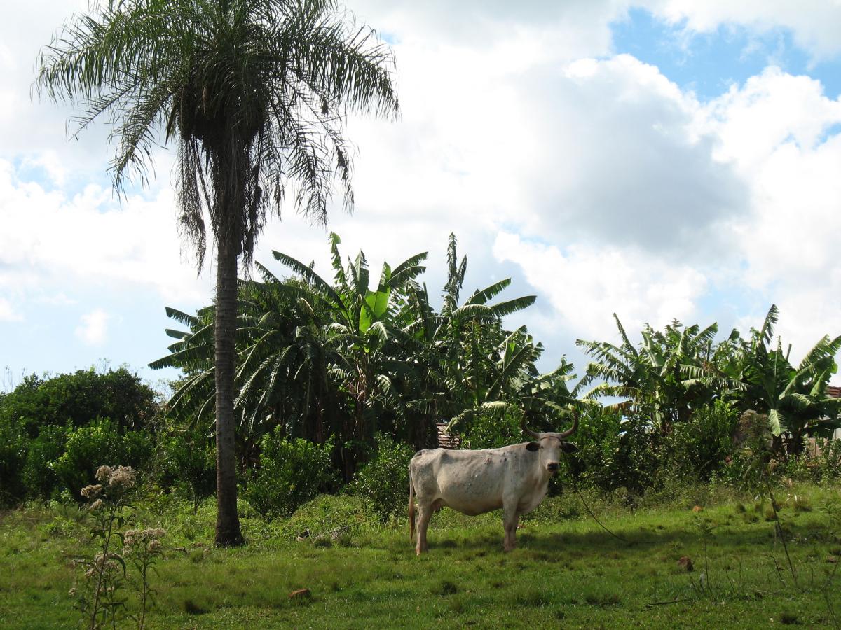 ZP0R ZP/KC2RG ZP/N3BNA  DX 