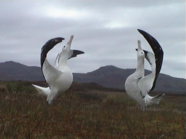 ZS8W Marion Island DX News ZS8W Marion Island DX News